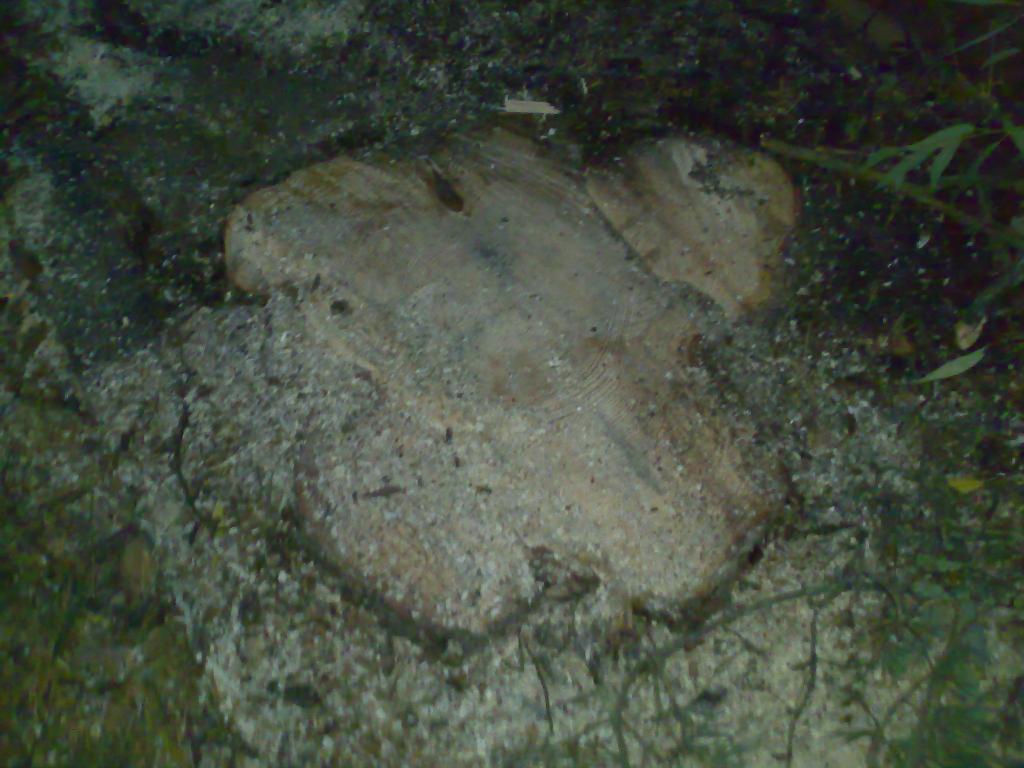 gal/Asunto/09_2010_puun_kaato/22092010865.jpg