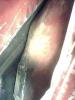 gal/Projektit/Frisco_kadett_91/2005_03_19/_thb_image0145.jpg